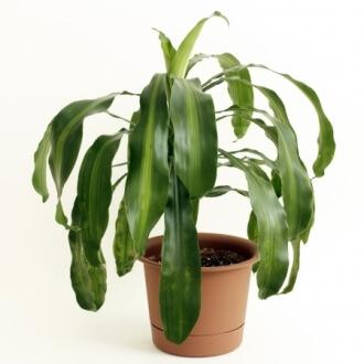 dracaena concinna kunth Dracaena